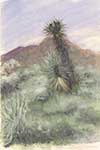 Yucca #2